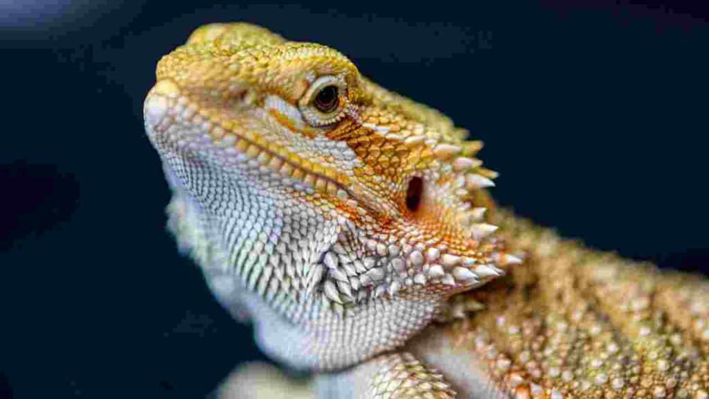 Bearded dragon What is the Best Pet for Allergies?