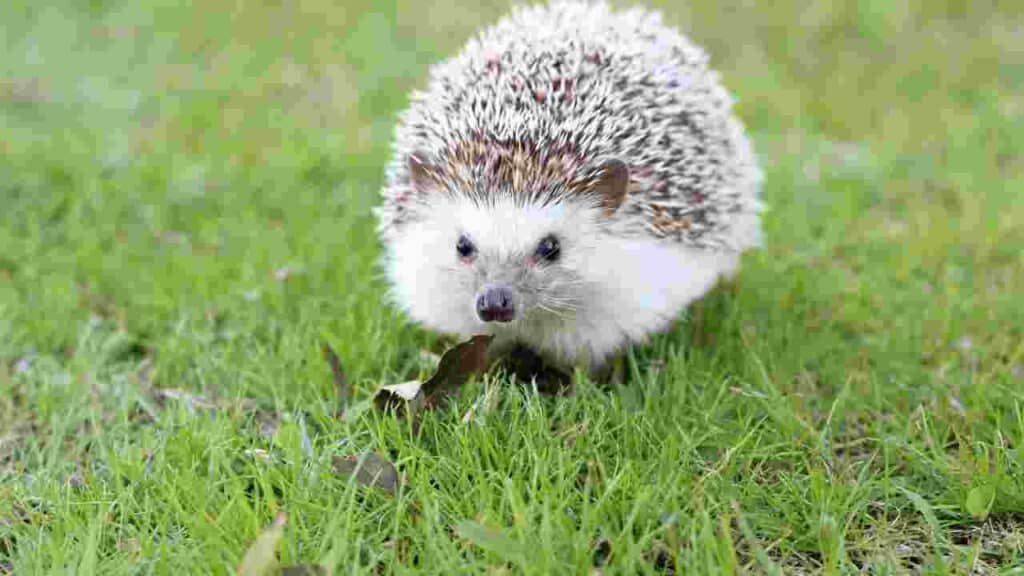 Hedgehog What is the Best Pet for Allergies?