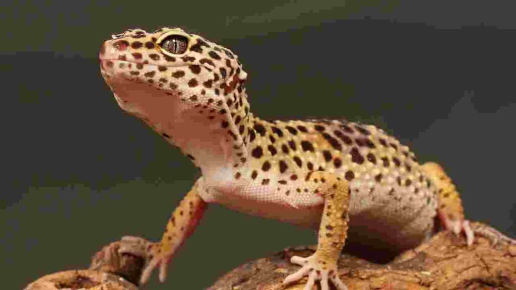 Leopard gecko What is the Best Pet for Allergies?