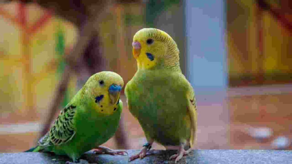 Parakeet What is the Best Pet for Allergies?