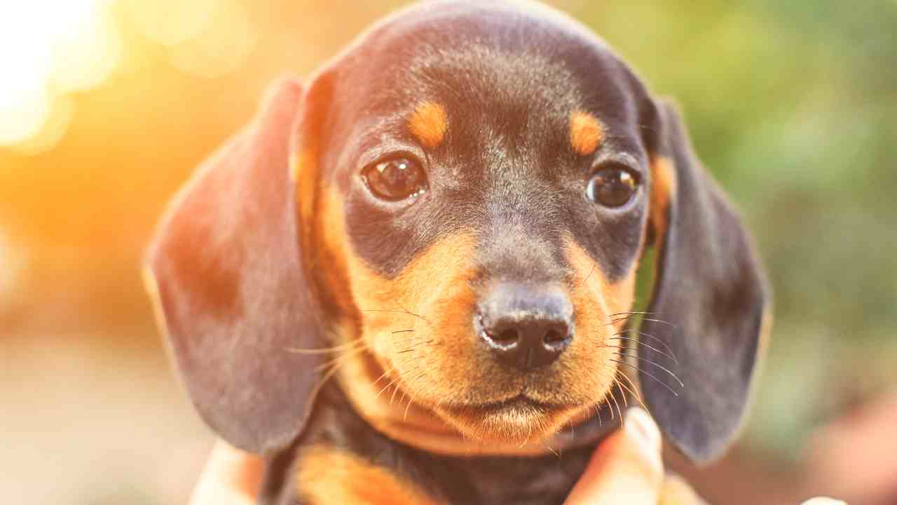 Best Dog Bowls for Dachshunds: A Comprehensive Guide