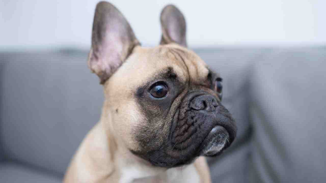 5 Best French Bulldog Car Seat - The Ultimate Guide - So Many Goods