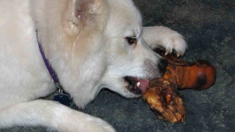 7 Best Knuckle Bones for Dogs: A Comprehensive Guide for Pet Owners