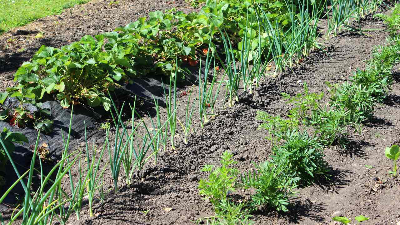 Companion Planting How To Be A Good Gardener