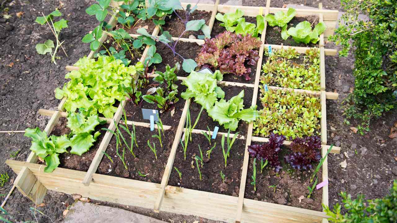 Container Gardening  How To Be A Good Gardener