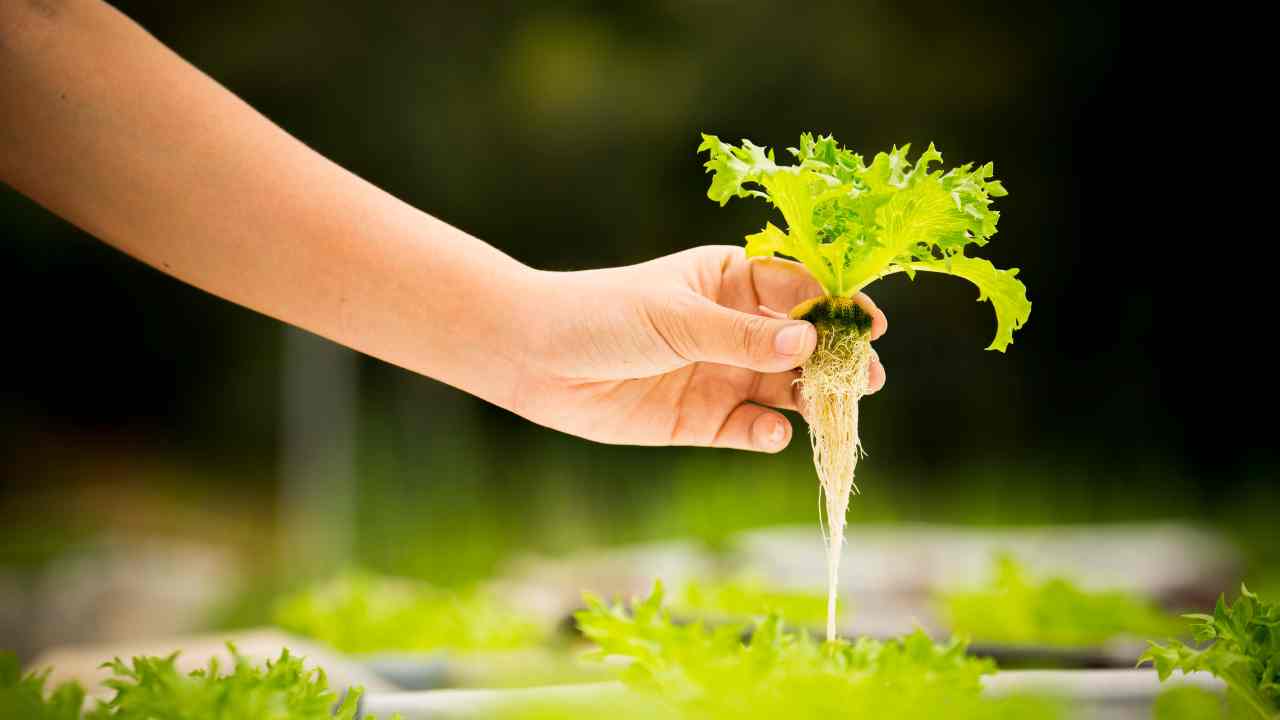 Hydroponics How To Be A Good Gardener