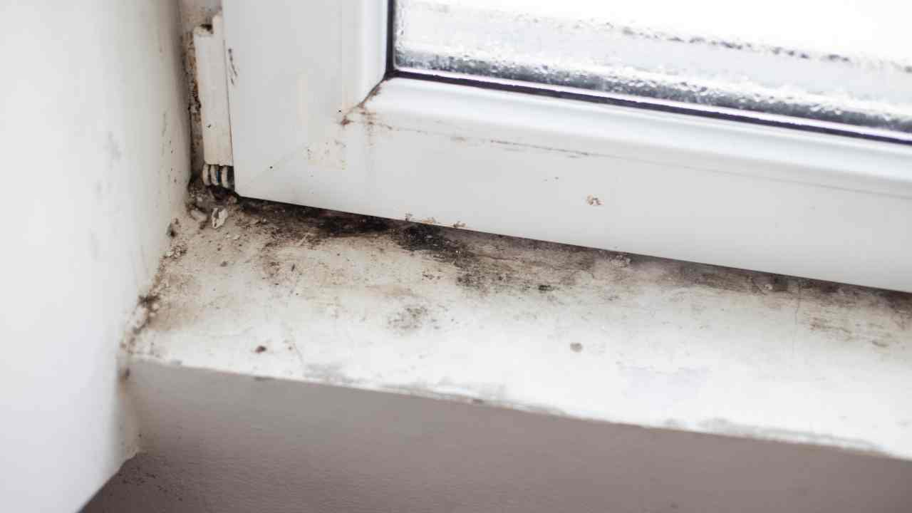 Causes of Mold on Window Sills
