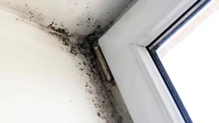 8 How to Best Prevent and Remove Mold on Window Sills Tips