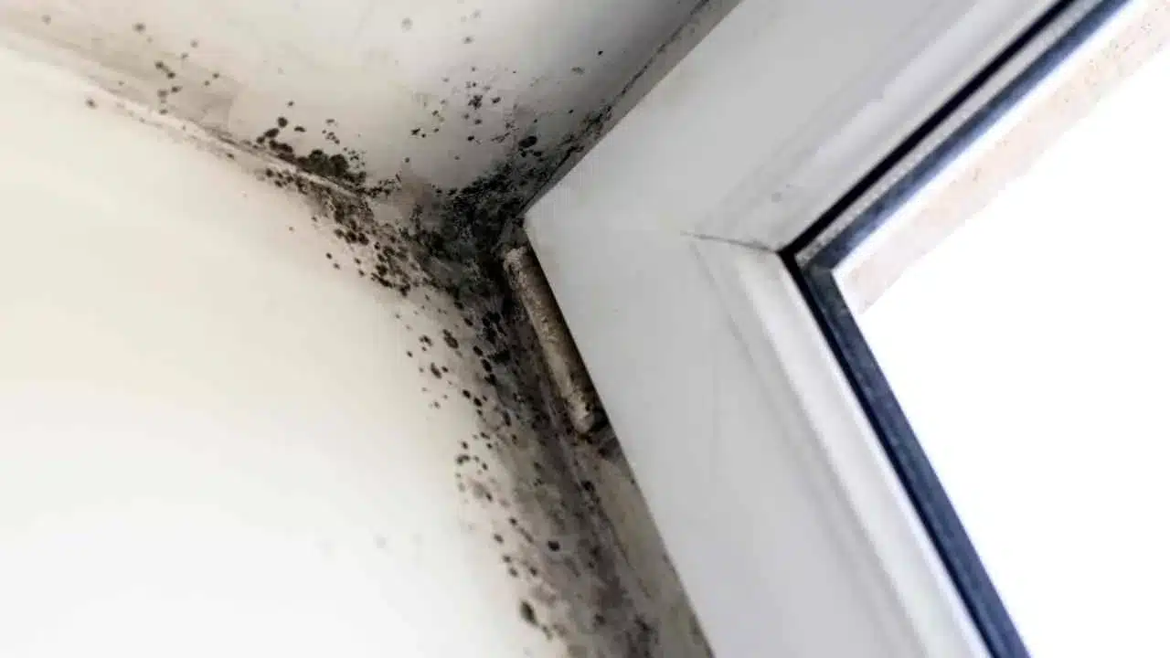 mold on window sill featured image smg